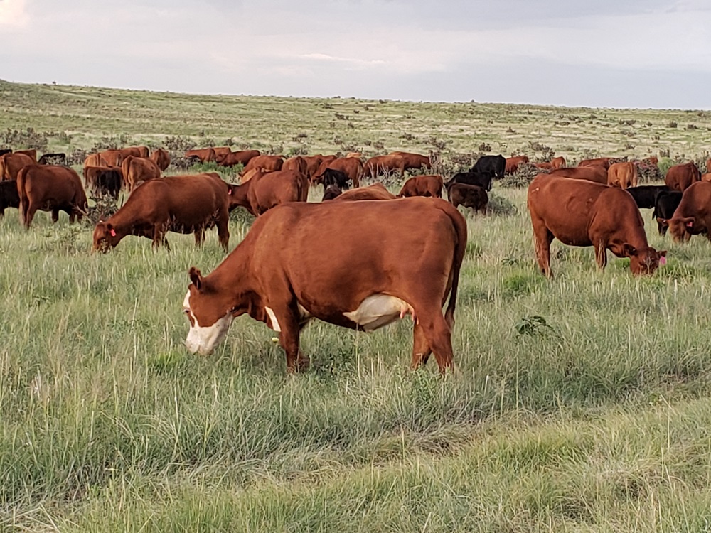 a herd of brown cows grazing in a green alfalfa field. 