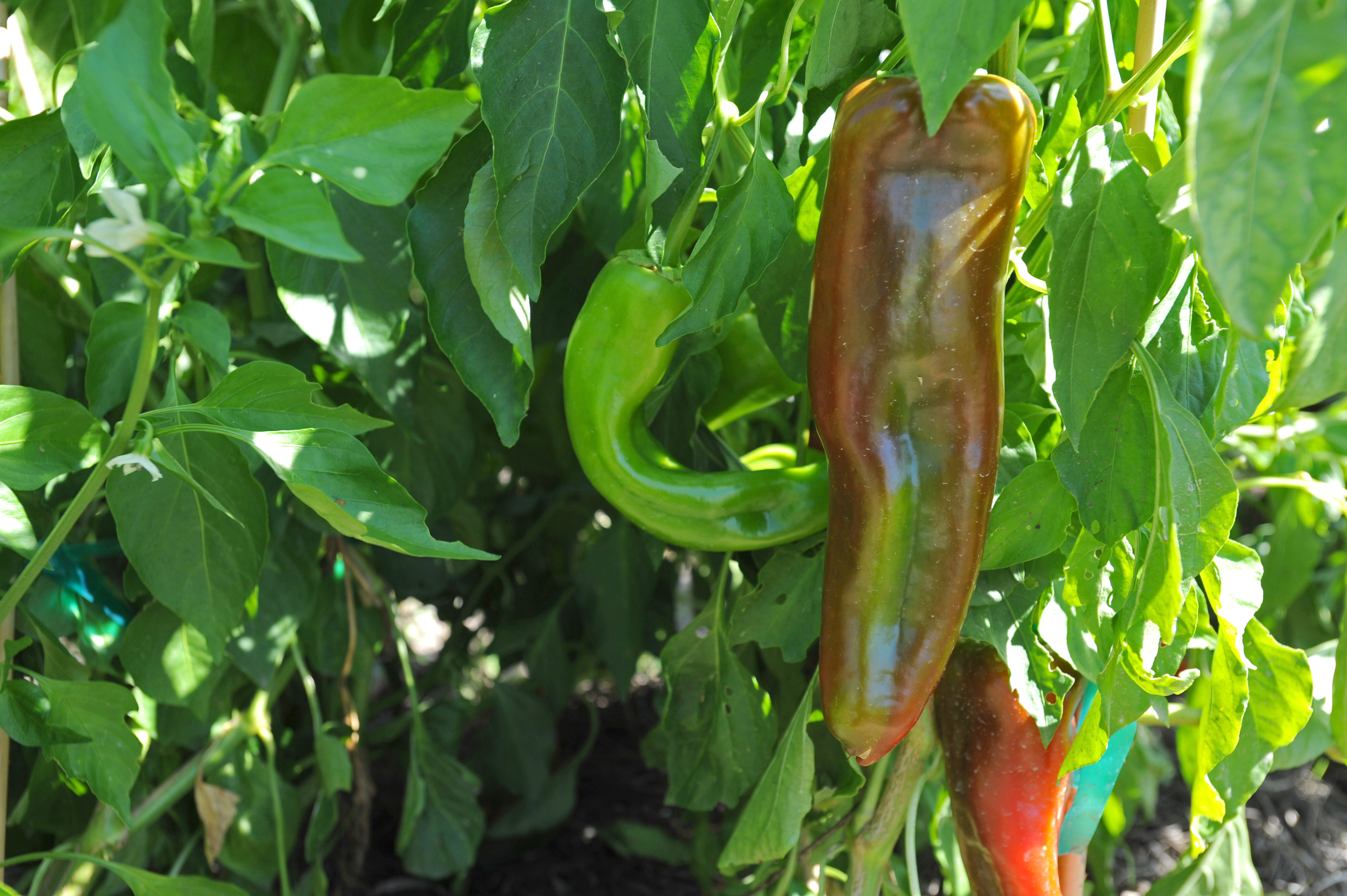green chile growing on a green stem with 2 chilies turning red.