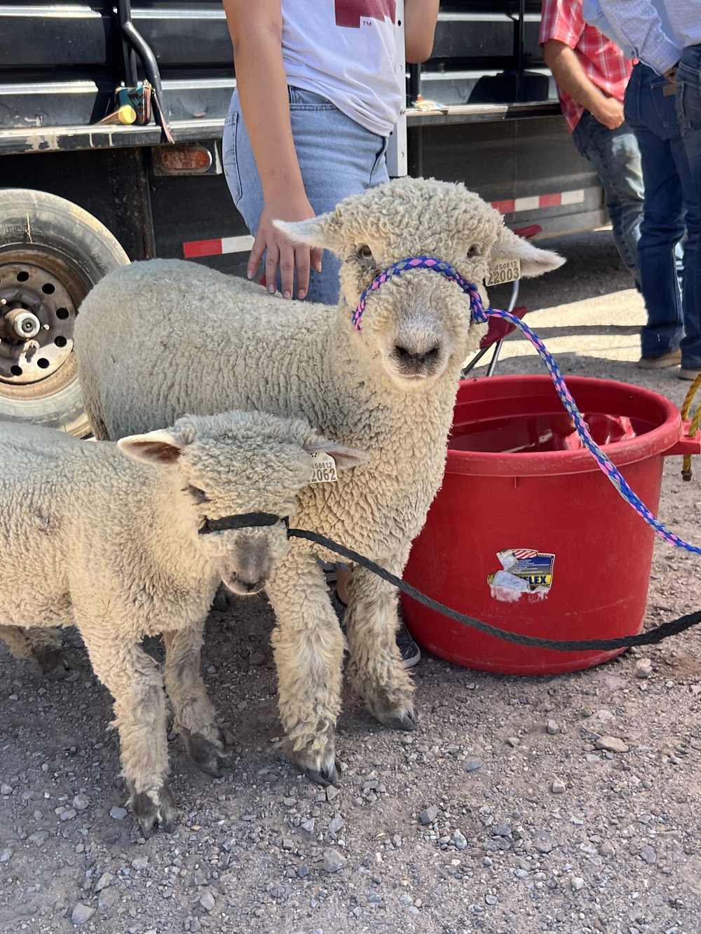 two small sheep next to a red bucket full of water.