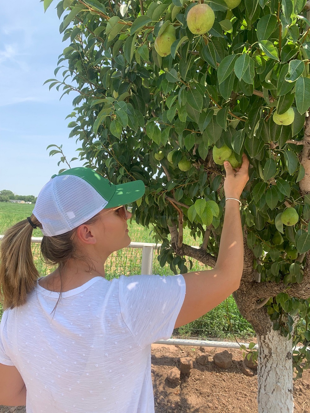 A young woman in a white shirt with a pony tail and baseball cap picks a pear from a tree.
