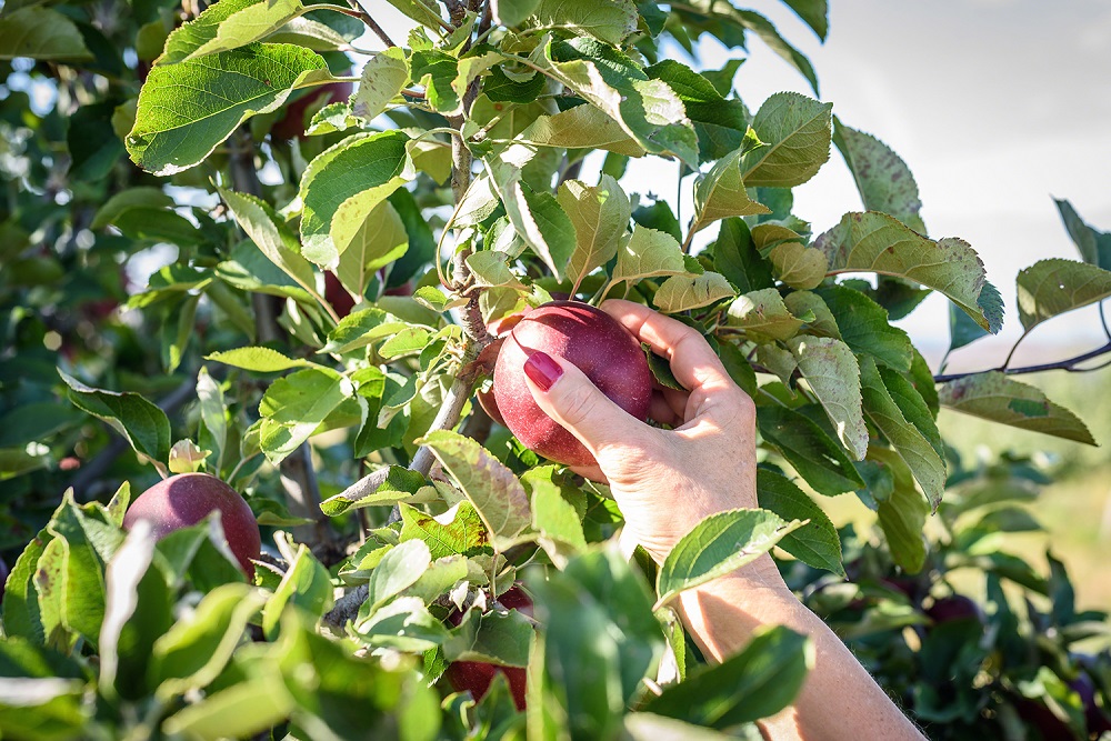 Una mano con uñas pulidas recoge una manzana roja de un árbol