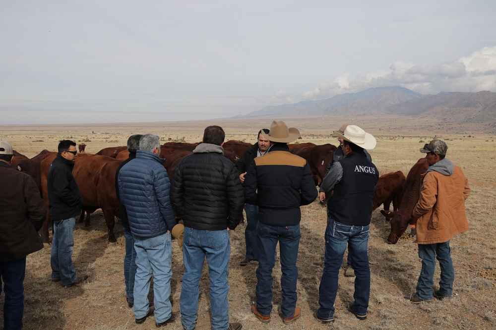A group of gentlemen are standing outside surrounded by a herd of Santa Gertrudis cattle with a mountain range in the distance. 