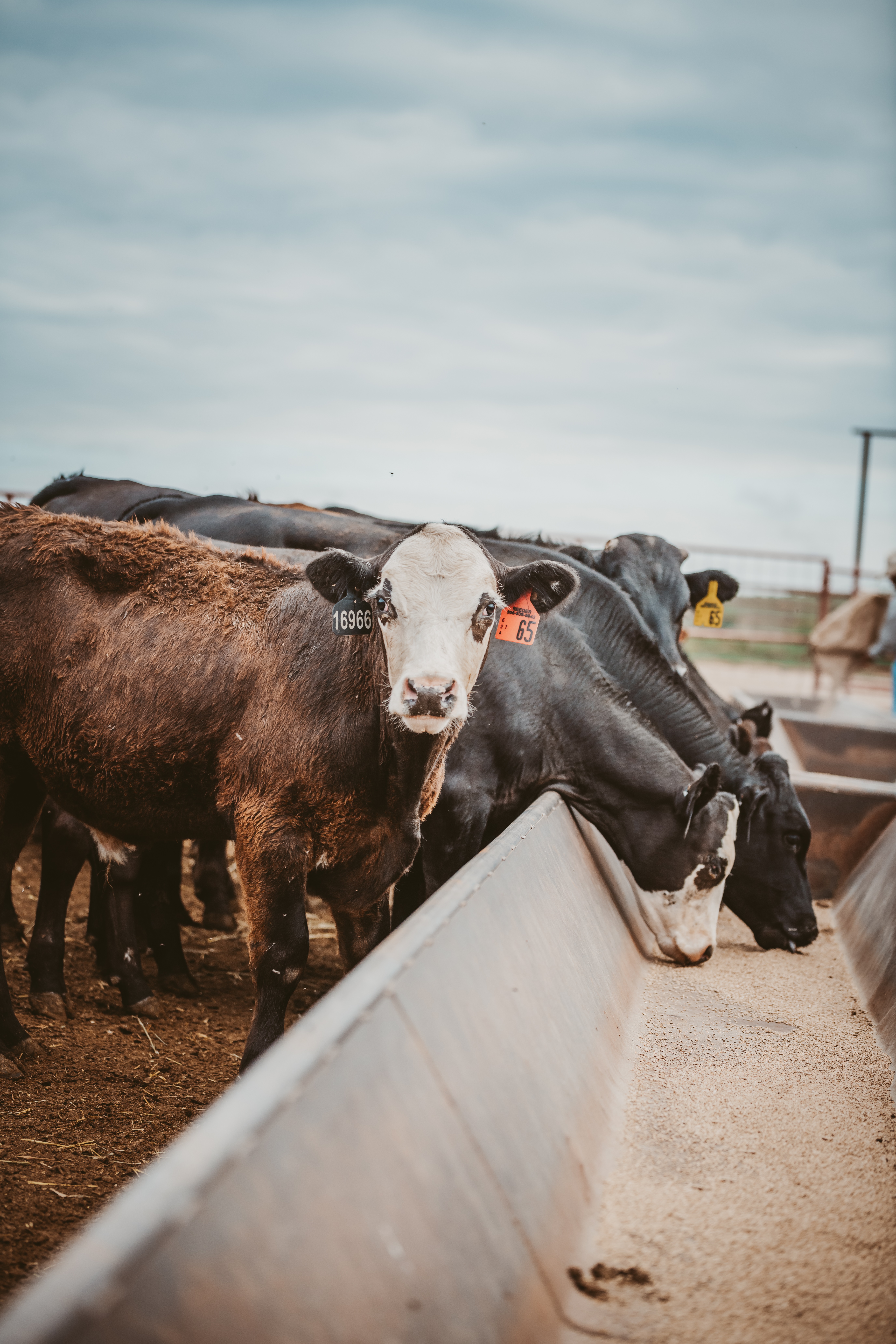 Cattle feeding at a trough, with one calf looking toward the camera and others eating grain.