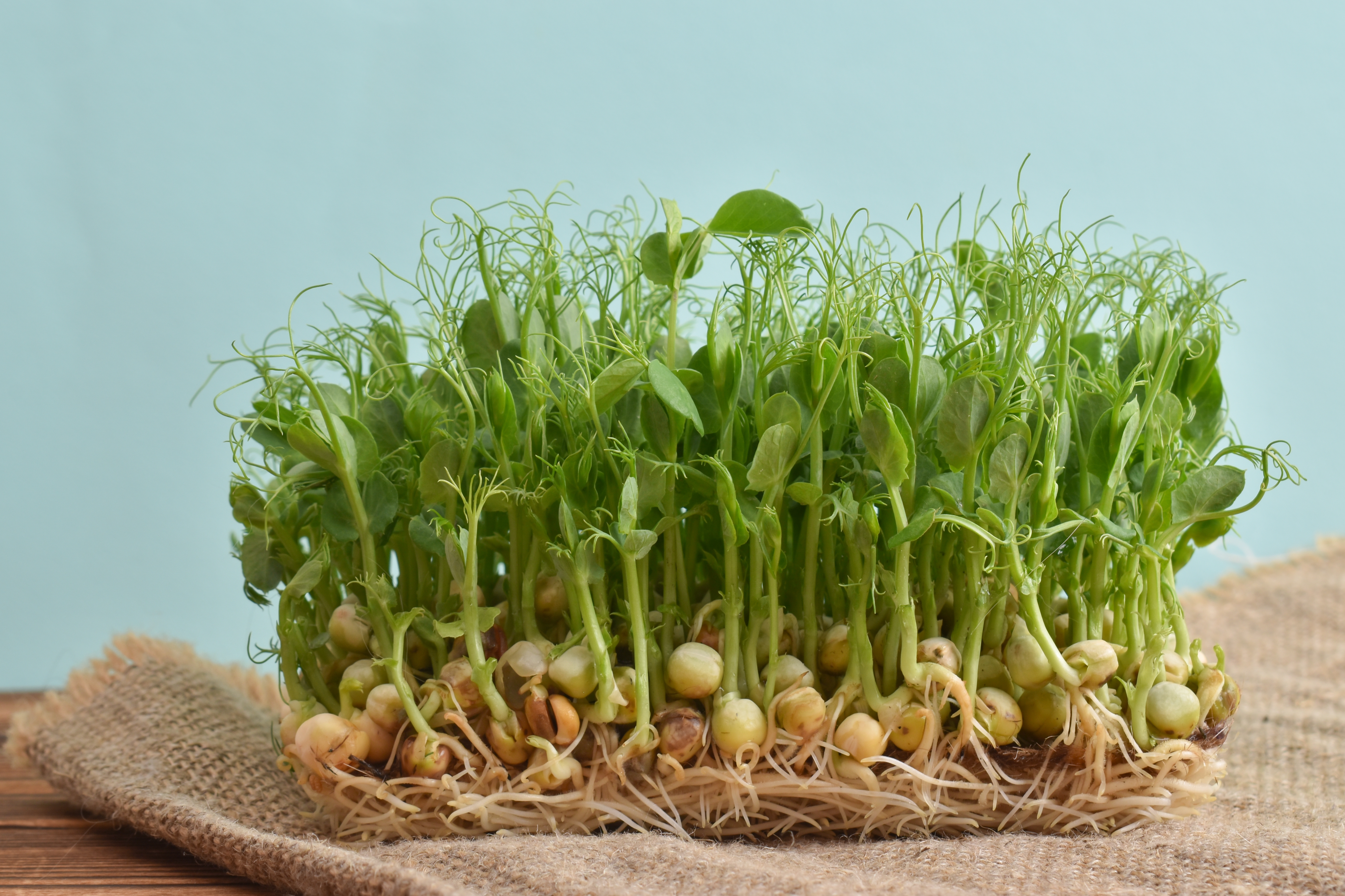 A bushy chickpea plant with many green stems on a burlap sack on a wooden surface.