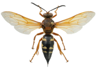 flying insect that has 6 brown legs, white transparent wings, and a black and yellow body