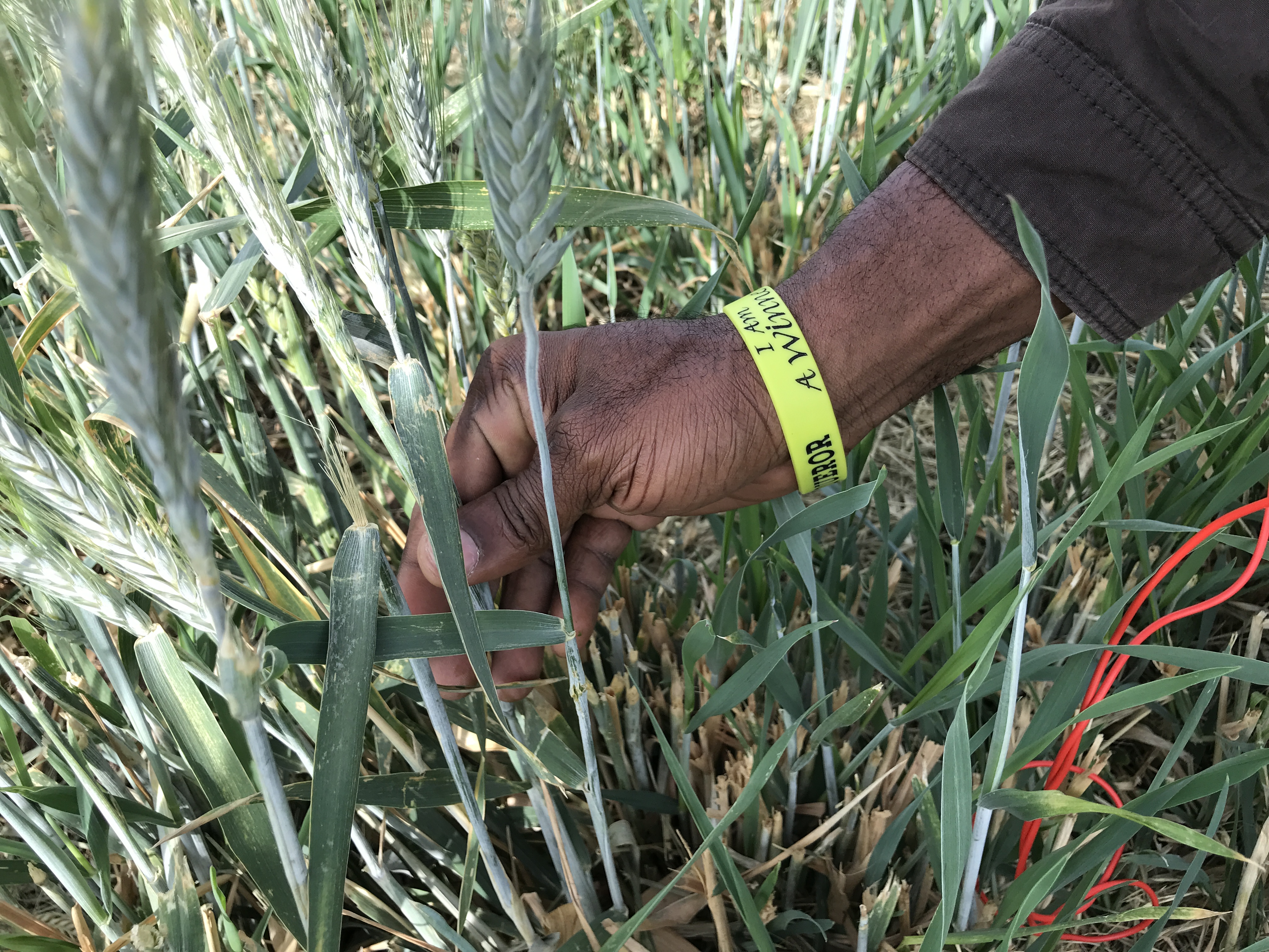 Una mano toca una variedad de cultivos de cobertura que crecen en un campo como parte de un proyecto de salud del suelo.