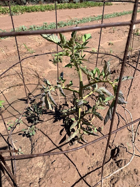 Las hojas de color grisáceo en una planta de color verdoso parecen marchitas y rizadas. Al fondo hay un campo de tierra y dos hileras de cultivos.