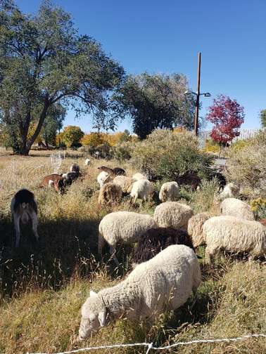 Sheep and goats graze on yellow-green grass on a hill. Trees and blue sky are in the background. 