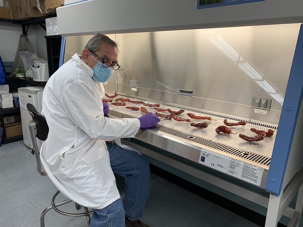 Un hombre con una bata blanca de laboratorio está frente a un gabinete de bioseguridad que contiene vainas de chile rojo inoculadas con Salmonella.