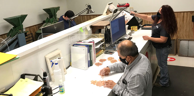 three employees at a workstation inspecting and weighing peanuts.