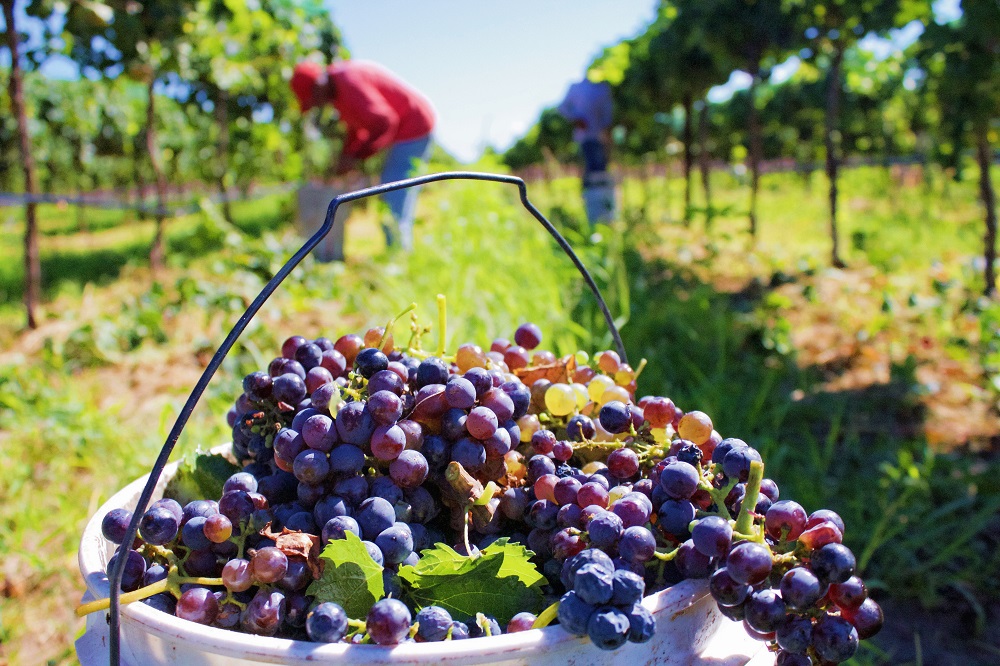 A close-up of bunches of purple grapes in a basket with two people picking grapes off vines in an out-of-focus background.