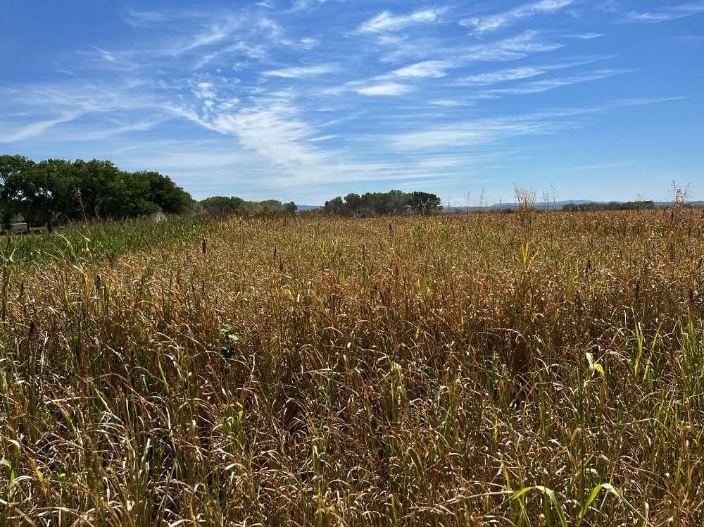 A large field of tall, yellow Sweet Grazer sorghum-sudan, with several green trees to the left in the background, and a blue sky with a few clouds in the backdrop.