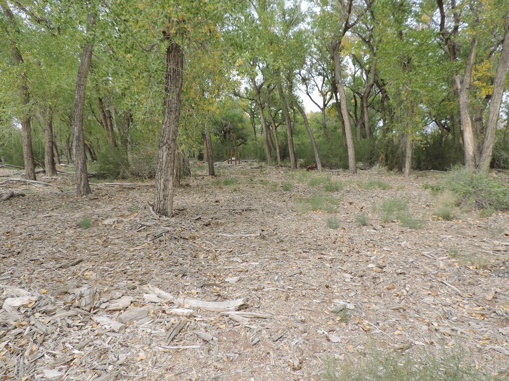 Bare, dry, brown forest ground in the foreground, with numerous tall green forest trees in the background.