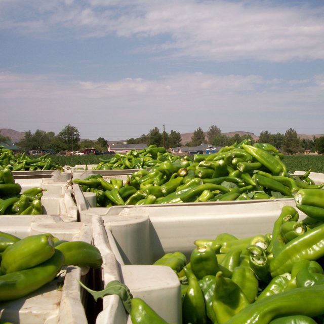 Fresh green chile peppers in gray bins with a chile field in the background under a blue sky with some clouds