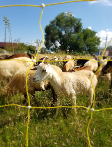 Numerous goats stand behind a yellow-squared fence, grazing in tall, green grass and weeds. A large green tree and a blue sky are behind the goats.