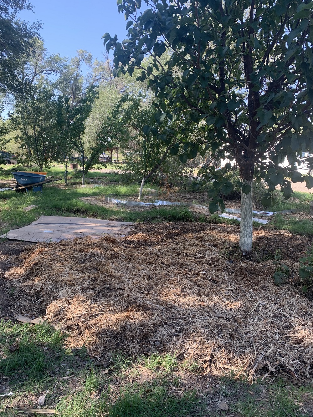 A large amount of tan and brown mulch is on the ground under a shady grove of trees.