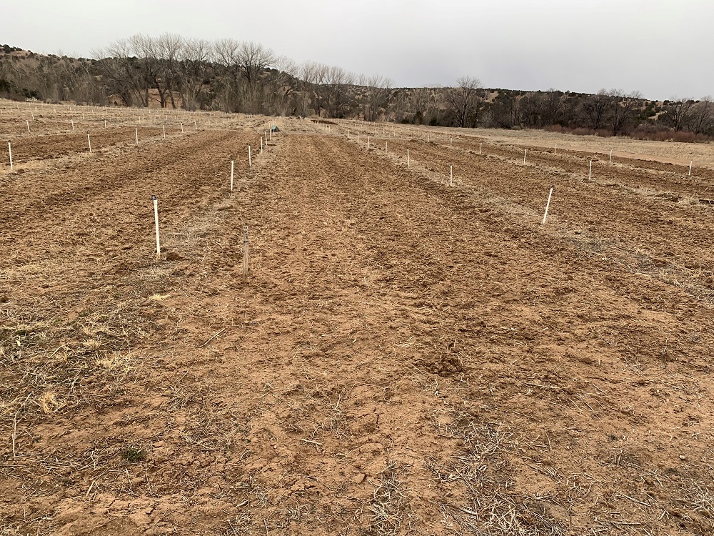 Sección de un campo de cultivo abierto e inactivo con pequeños postes blancos en filas