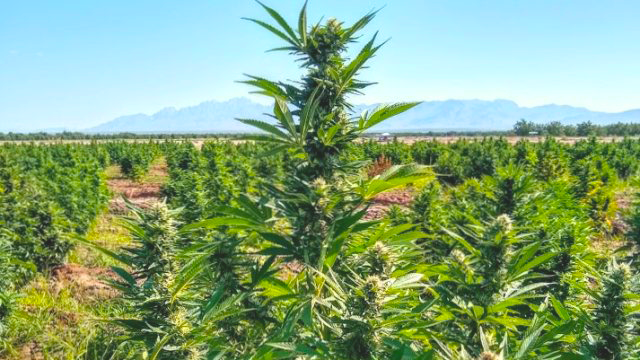 Hemp-field-photo-2-cropped-640x562.png