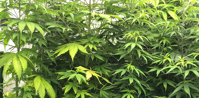 close up of a hemp plant being grown. 