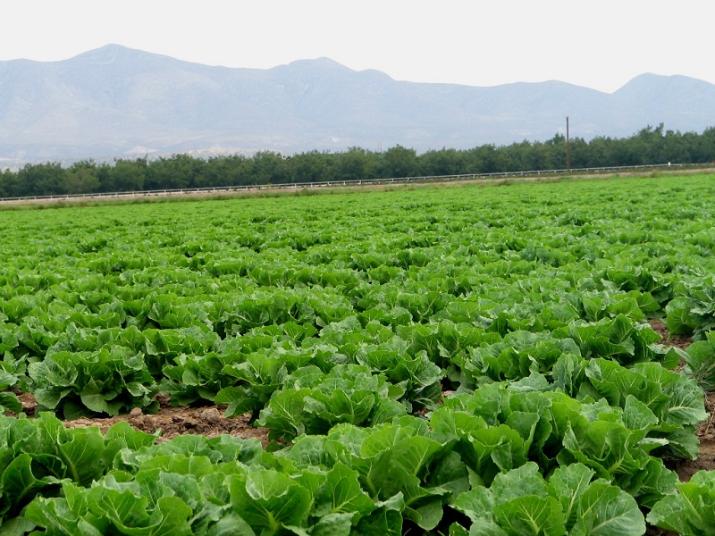 A lettuce field with pecan trees in the background and with a mountain range behind the pecan trees. 