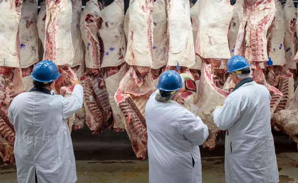 Three people in white coats and blue helmets stand with their backs facing the camera in a meat inspection facility. Raw meat hangs vertically in the background. 