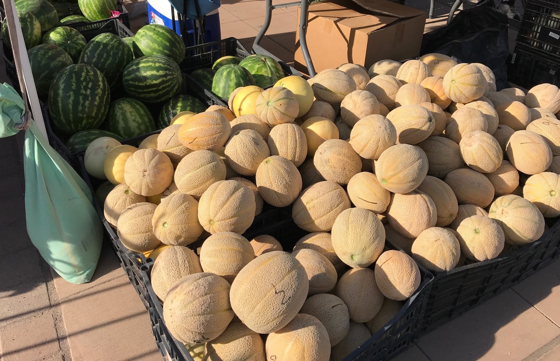 Black crates overflowing with cantaloupe melons in foreground, and black crates filled with watermelons in the background