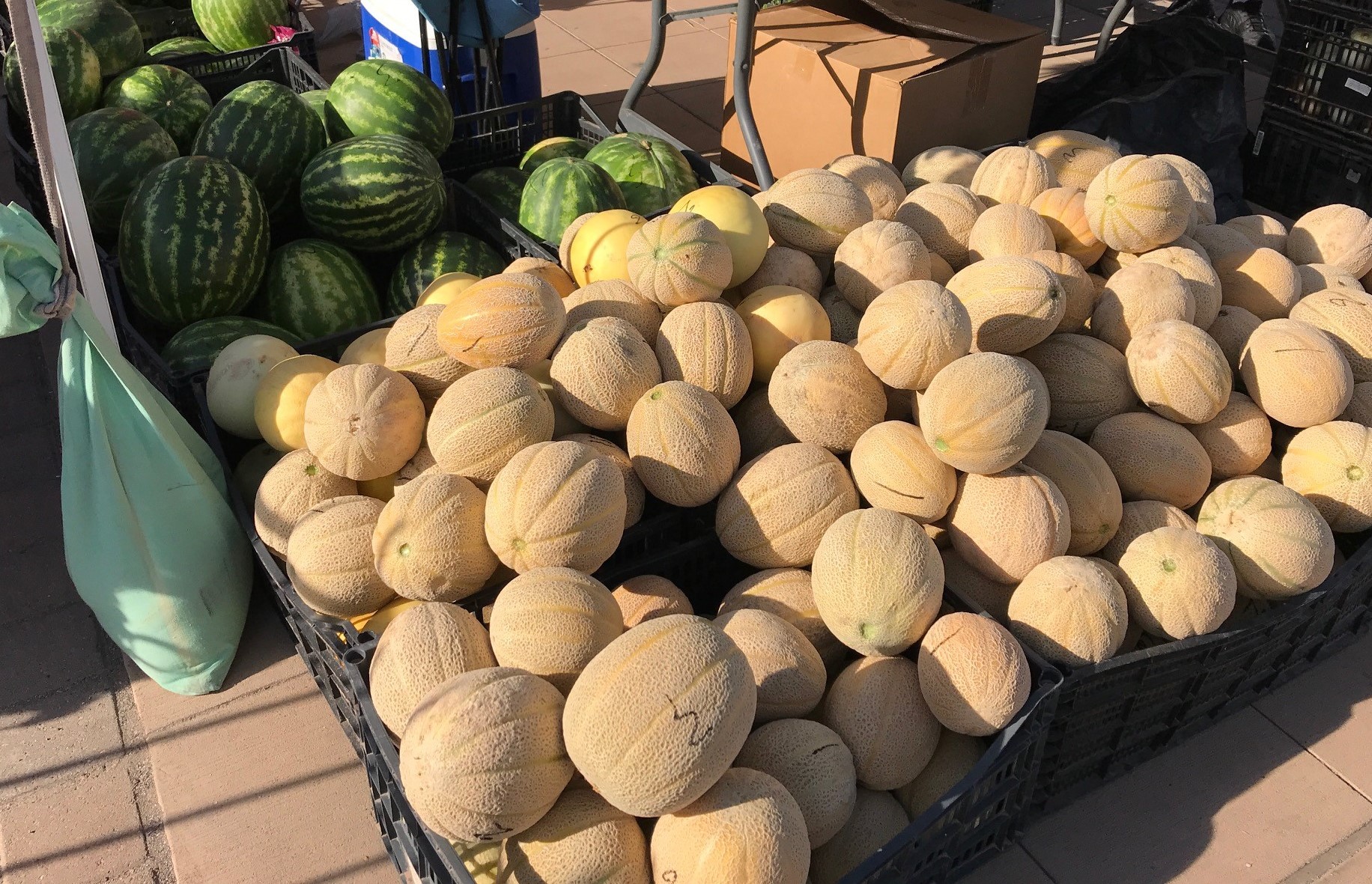 Cajas negras rebosantes de melones cantalupo en primer plano y cajas negras llenas de sandías en el fondo.