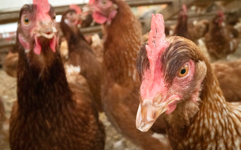 closeup of reddish brown chickens. 