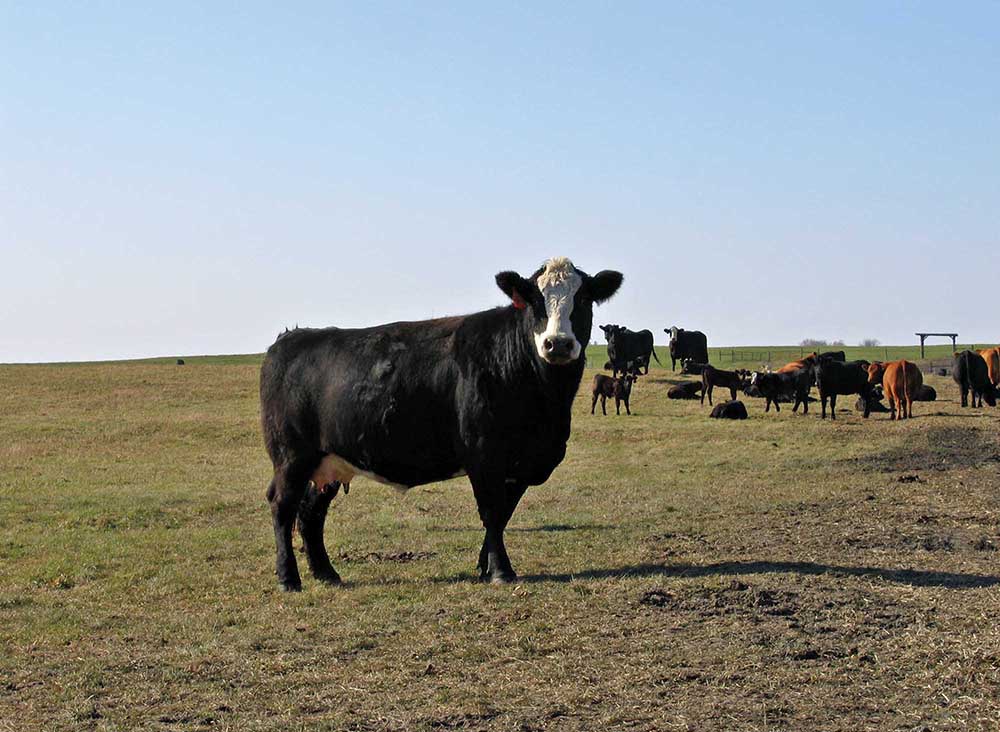 A cow with white head marking stands in a field in the foreground. Several red and black cattle and calves sit and stand in the background