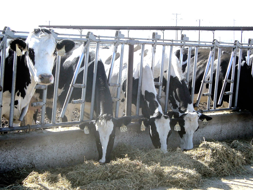 Three dairy cows are eating alfalfa through a silver gate, while one dairy cow looks at the camera