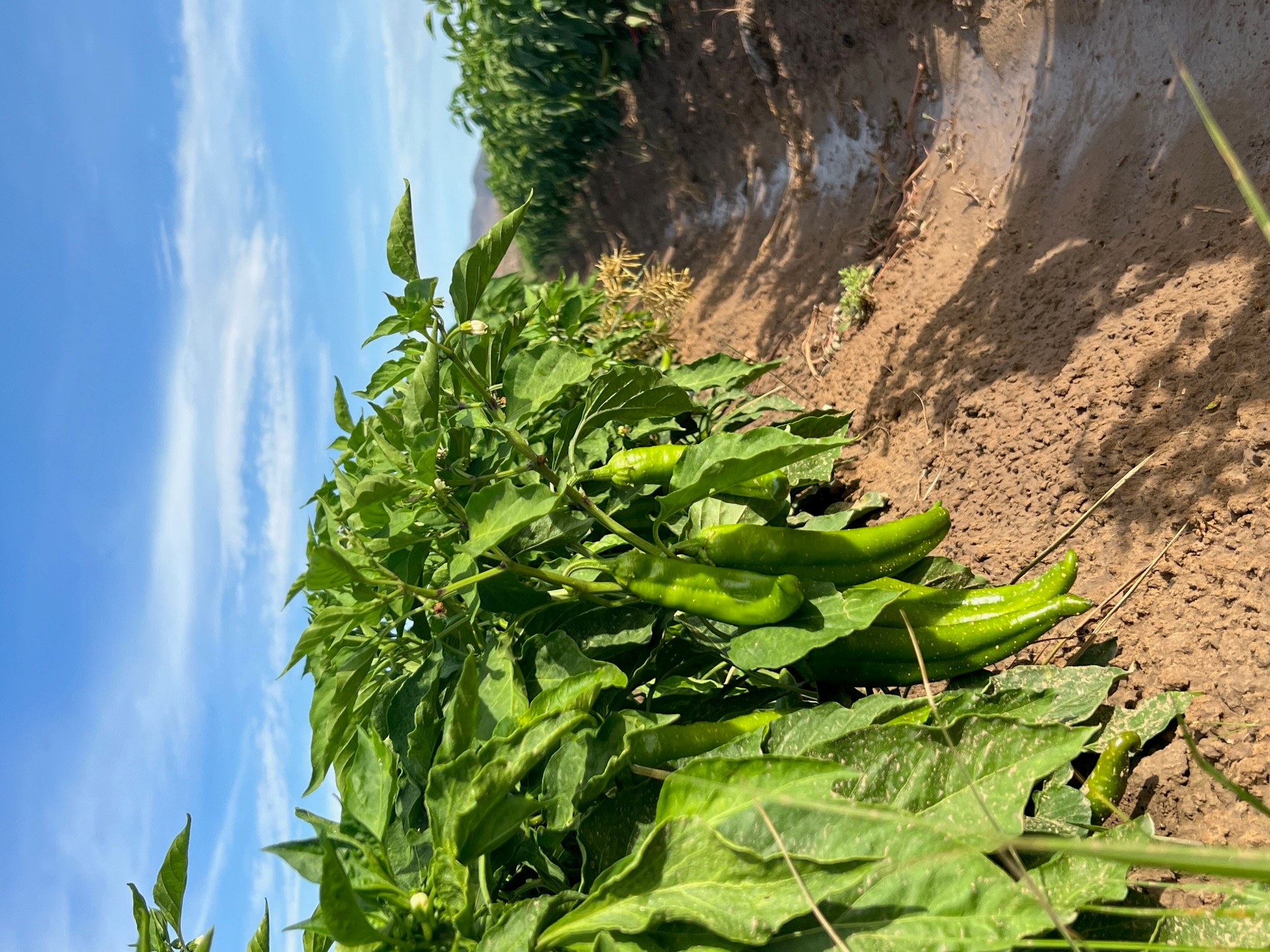 Green chile peppers growing on plants in a cultivated field, with irrigation furrows running alongside the row under a bright blue sky.
