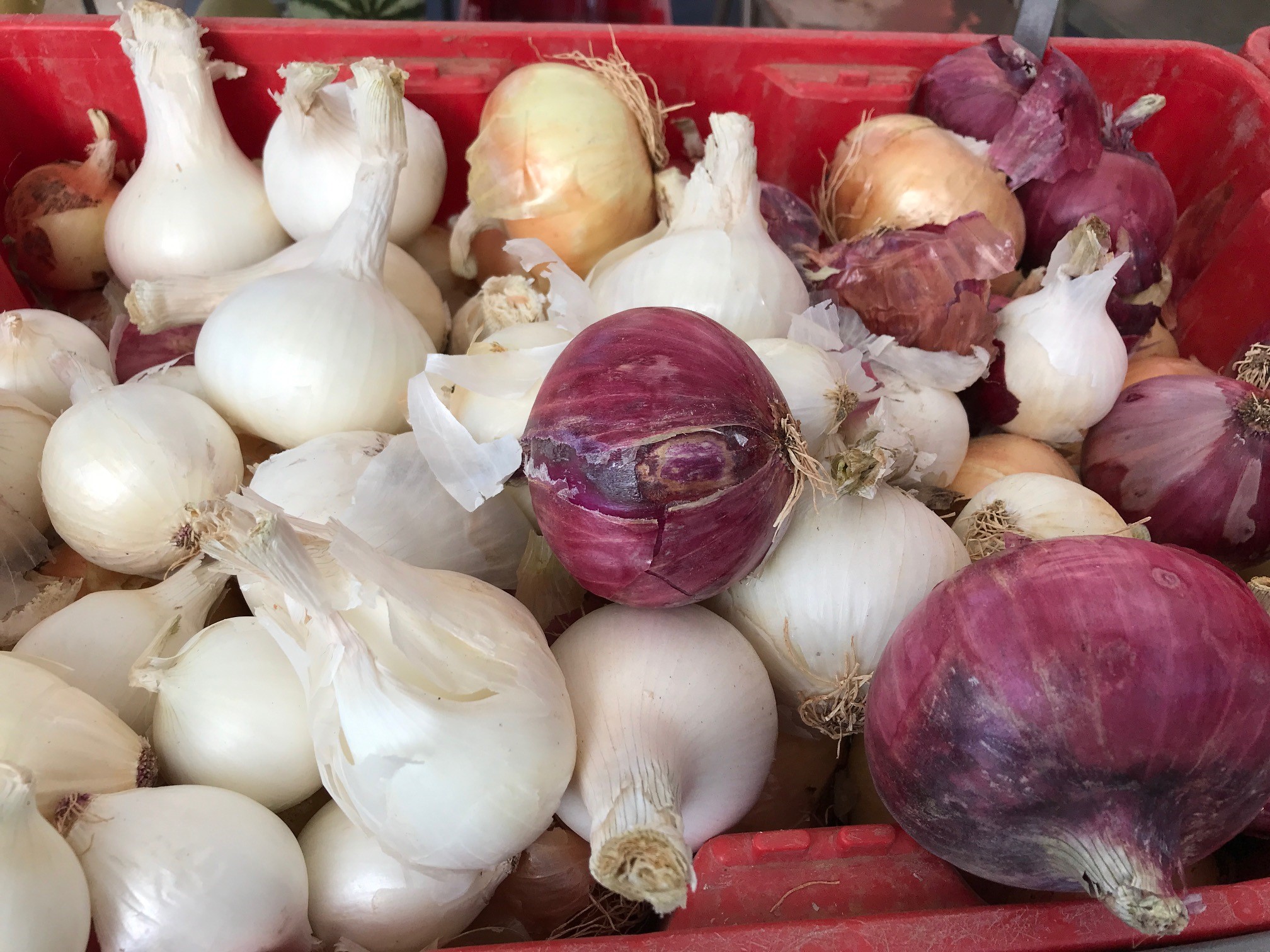 Box full of purple and white onions