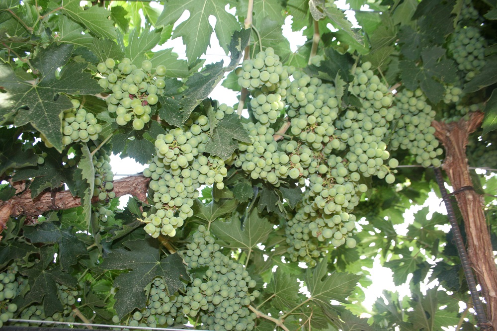 Bunches of white grapes hang from vines