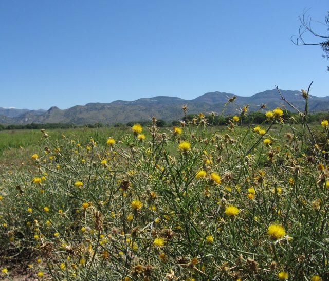 little yellow flowers with an open field and mountains behind them. 