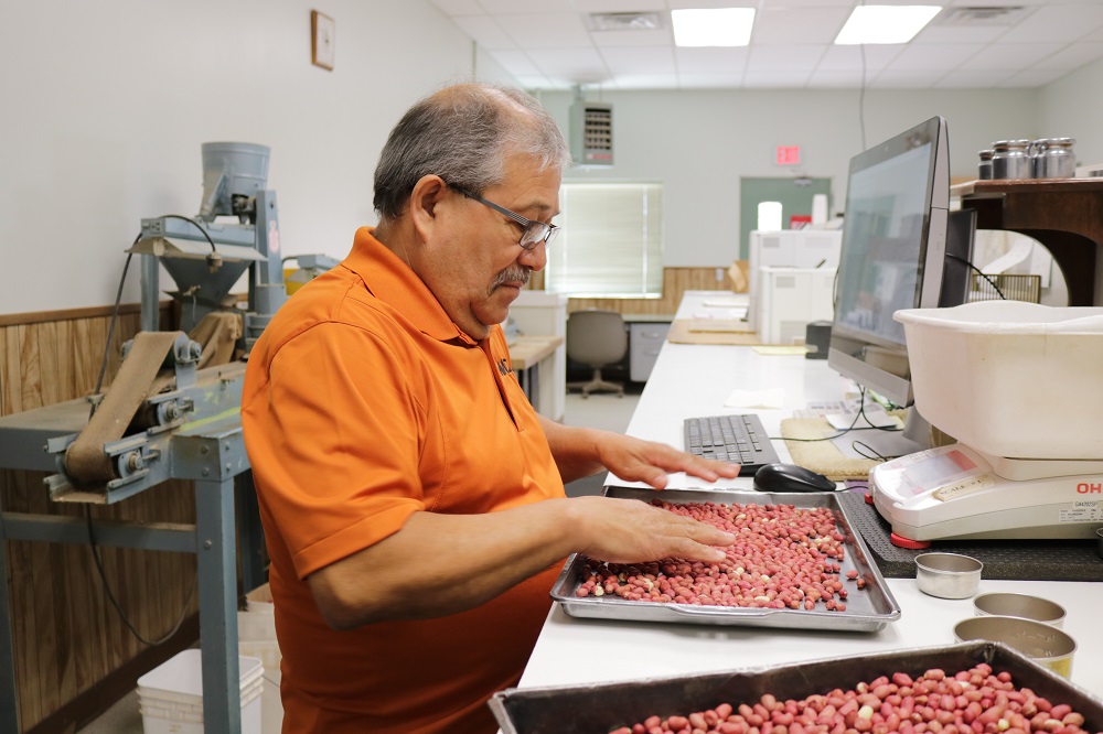 Un hombre clasificando cacahuetes en una cubeta de plata