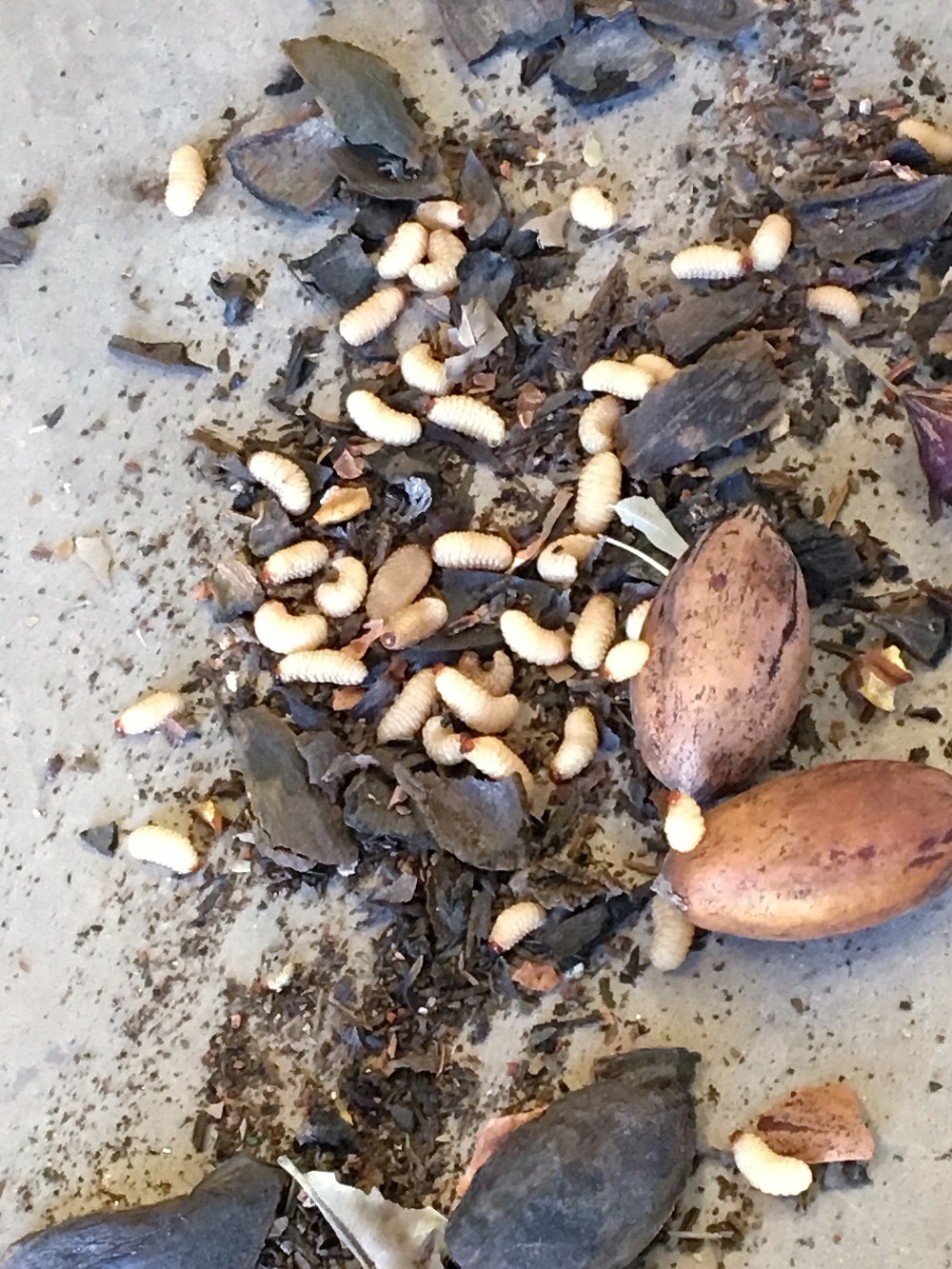 Nueces mezcladas con varias larvas alrededor de las cáscaras.
