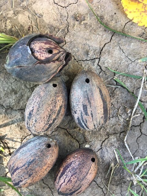 Pecans with BB-sized holes at the top.