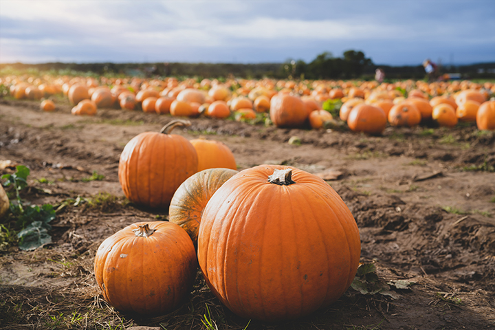 A close-up of five pumpkins with a field of pumpkins in the background