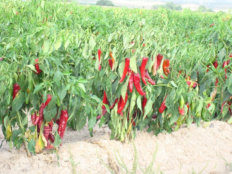 Bright red chile pepper pods are visible on plants in a crop field.