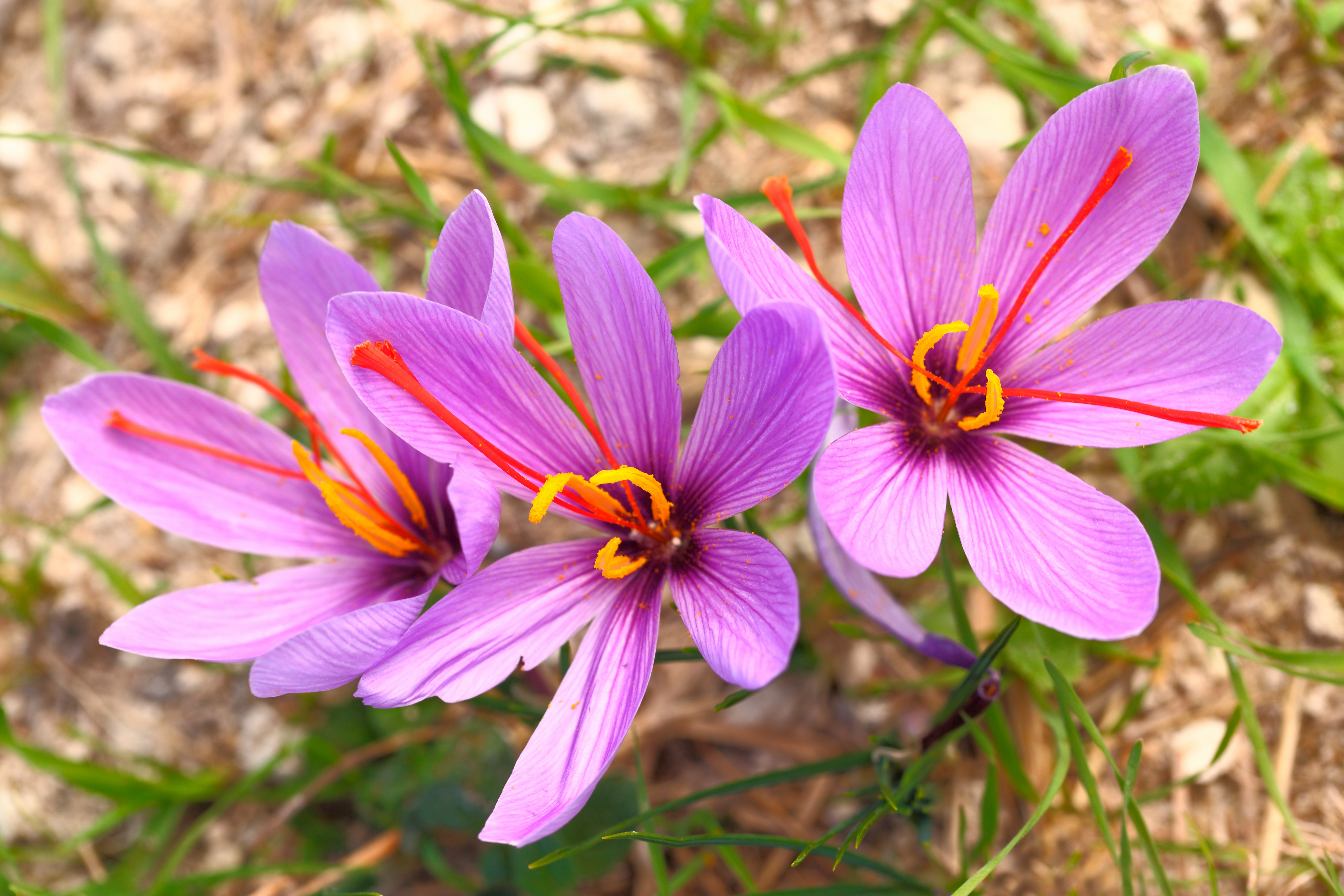 Tres flores de color púrpura brillante con centros amarillos y naranjas brotan del suelo.