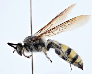 flying insect with fuzz on its body and legs, blank and yellow body.