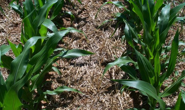Close-up of two rows of a green, leafy crop with adequate space between the two rows.