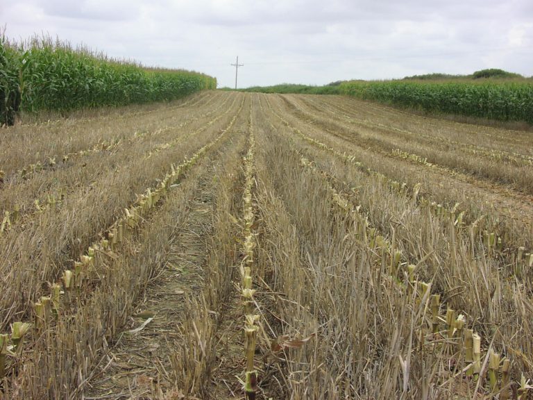 A field of rows of a tall green crop on the right and left sides, with several rows of a yellowish-brown dormant crop in between.
