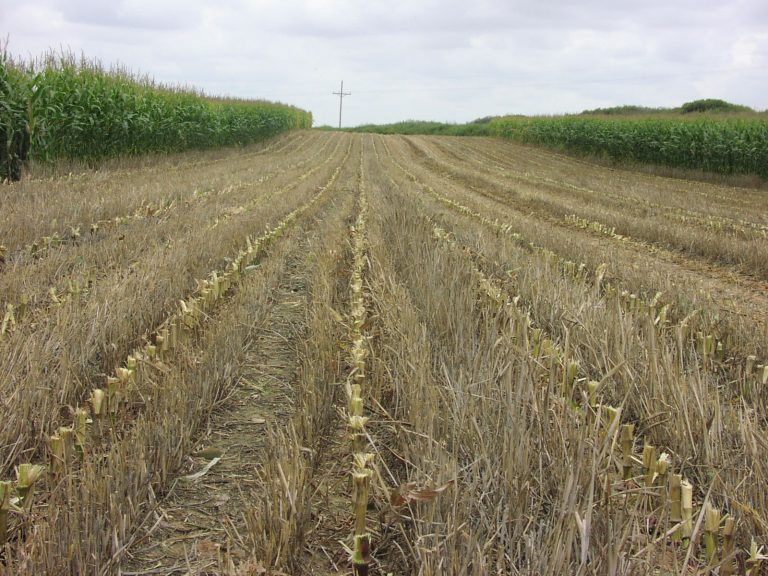 Un campo de hileras de cultivo verde alto en los lados derecho e izquierdo, con varias hileras de cultivo inactivo de color marrón amarillento entremedio.