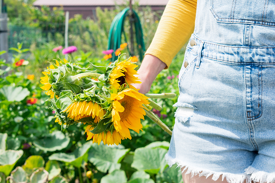 An arm with a yellow sleeve holds a bunch of sunflowers, with yellow and purple flowers in a field in the background