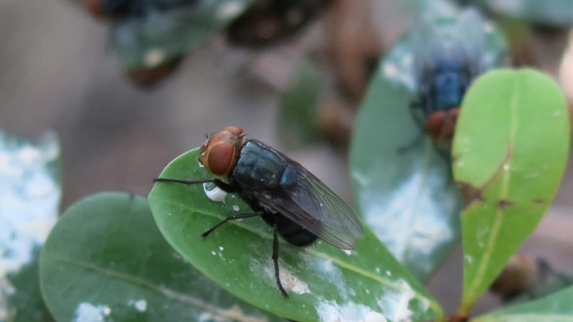 Close-up of a fly perched on a green leaf, with additional flies visible in the background.