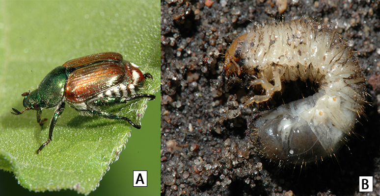adult Japanese beetle with a green head and brownish wings with white hair on its body.