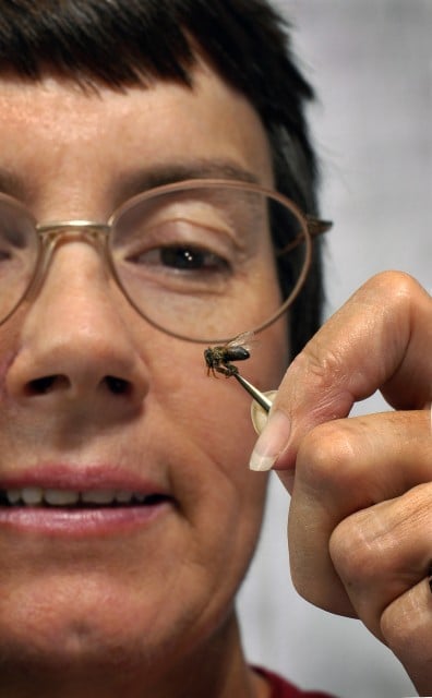 a woman wearing glasses looking up close at a bee.