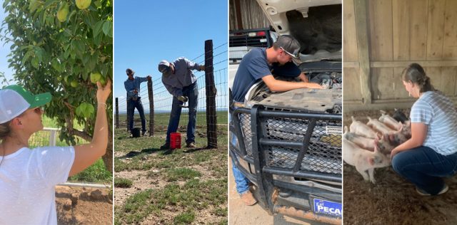 4 images left to right: a woman wearing a baseball hat picking fruit, 2 men building a fence, a man working on a vehicle, a woman kneeling with piglets.