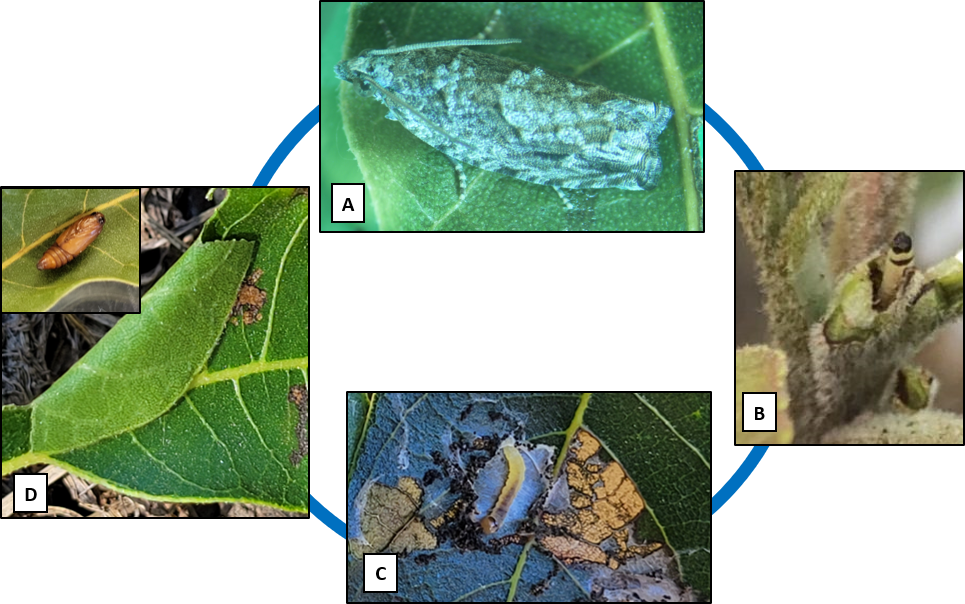 image A is the adult moth laying eggs on a green leaf. image B shows eggs laid by the moth. image C shows an orange yellow larva eating leaves. image D shows a leaf folded over to protect a cocoon created by the larva.